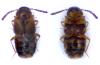 Agaricochara latissima